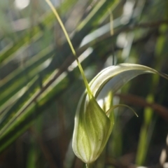 Diplodium ampliatum (Large Autumn Greenhood) at Canberra Central, ACT - 12 Apr 2014 by AaronClausen