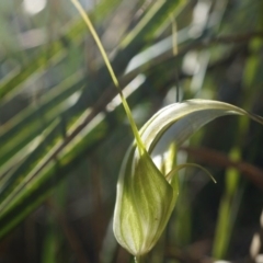 Diplodium ampliatum (Large Autumn Greenhood) at Canberra Central, ACT - 11 Apr 2014 by AaronClausen