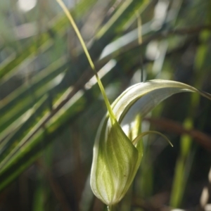 Diplodium ampliatum at Canberra Central, ACT - suppressed