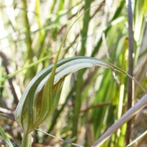 Diplodium ampliatum at Canberra Central, ACT - suppressed