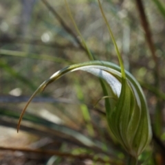 Diplodium ampliatum at Canberra Central, ACT - suppressed