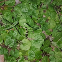 Dichondra repens (Kidney Weed) at Woodlands, NSW - 23 Jul 2020 by KarenG