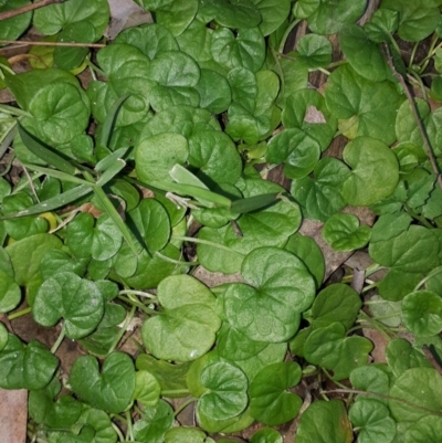 Dichondra repens (Kidney Weed) at Woodlands, NSW - 23 Jul 2020 by KarenG