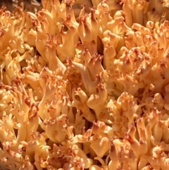 Ramaria sp. (A Coral fungus) at Burra, NSW - 23 Jul 2020 by Safarigirl