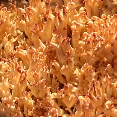 Ramaria sp. (A Coral fungus) at Burra, NSW - 23 Jul 2020 by Safarigirl