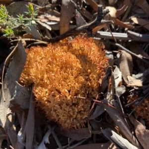 Ramaria sp. at Burra, NSW - 24 Jul 2020 02:19 AM