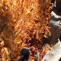 Ramaria sp. at Burra, NSW - 24 Jul 2020 02:19 AM