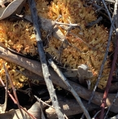 Ramaria sp. at Burra, NSW - 24 Jul 2020 02:19 AM