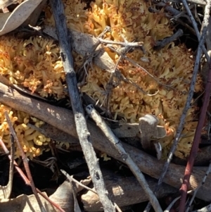 Ramaria sp. at Burra, NSW - 24 Jul 2020 02:19 AM