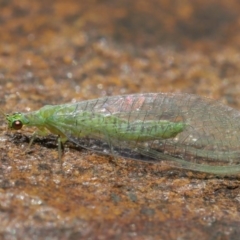 Mallada signatus (Green Lacewing) at Acton, ACT - 19 Jul 2020 by TimL