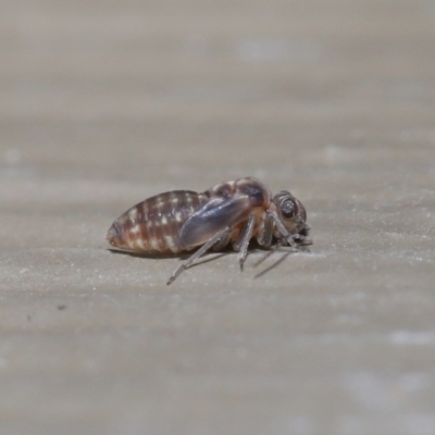 Psocodea 'Psocoptera' sp. (order) (Unidentified plant louse) at Hackett, ACT - 21 Jul 2020 by TimL