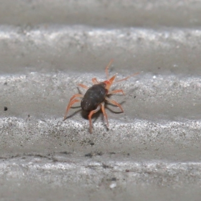 Bdellidae sp. (family) (Unidentified Snout Mite) at ANBG - 21 Jul 2020 by TimL