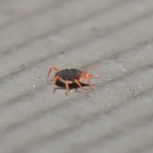 Bdellidae sp. (family) at Hackett, ACT - 21 Jul 2020 10:55 AM