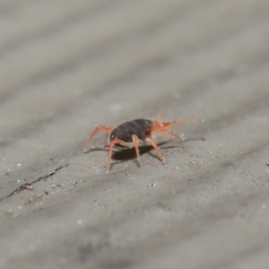 Bdellidae sp. (family) at Hackett, ACT - 21 Jul 2020 10:55 AM