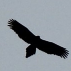Aquila audax (Wedge-tailed Eagle) at Wamban, NSW - 23 Jul 2020 by nickhopkins