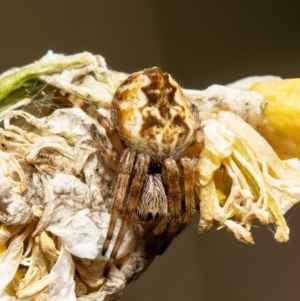 Araneus hamiltoni at Stromlo, ACT - 23 Jul 2020 12:23 PM