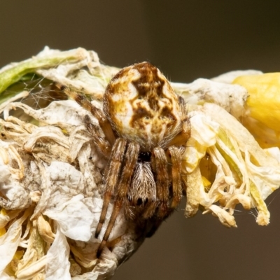 Araneus hamiltoni (Hamilton's Orb Weaver) at Stromlo, ACT - 23 Jul 2020 by Roger