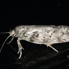 Philobota philostaura (A Concealer moth (Philobota group)) at Ainslie, ACT - 3 Dec 2019 by jb2602