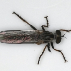 Cerdistus sp. (genus) (Yellow Slender Robber Fly) at Ainslie, ACT - 3 Dec 2019 by jbromilow50