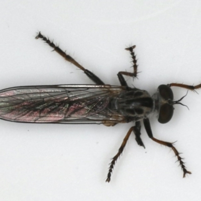 Cerdistus sp. (genus) (Slender Robber Fly) at Ainslie, ACT - 3 Dec 2019 by jbromilow50