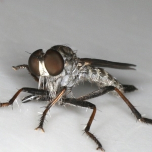 Cerdistus sp. (genus) at Ainslie, ACT - 3 Dec 2019