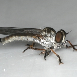 Cerdistus sp. (genus) at Ainslie, ACT - 3 Dec 2019 01:36 PM