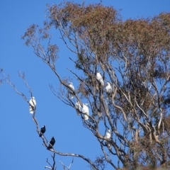 Cacatua galerita (Sulphur-crested Cockatoo) at Kambah, ACT - 24 Jul 2020 by Mike