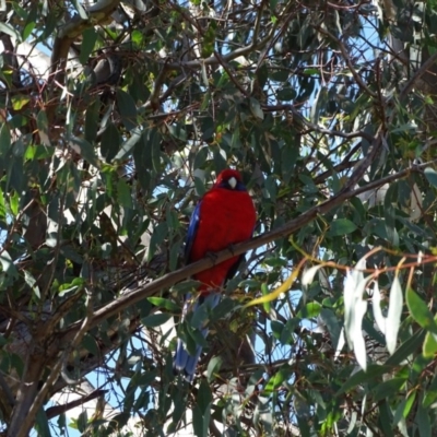 Platycercus elegans (Crimson Rosella) at Urambi Hills - 24 Jul 2020 by Mike