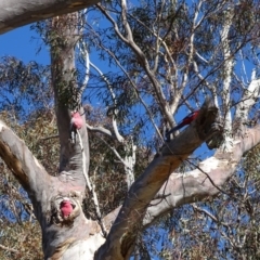 Eolophus roseicapilla at Kambah, ACT - 24 Jul 2020