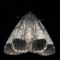 Dysbatus undescribed species at Ainslie, ACT - 3 Dec 2019 10:32 PM