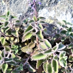 Plectranthus graveolens (Bush Basil) at Longreach, NSW - 24 Jul 2020 by plants