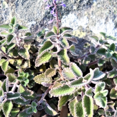 Plectranthus graveolens (Bush Basil) at Longreach, NSW - 24 Jul 2020 by plants