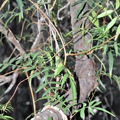 Pandorea pandorana (Wonga Wonga Vine) at Longreach, NSW - 24 Jul 2020 by plants