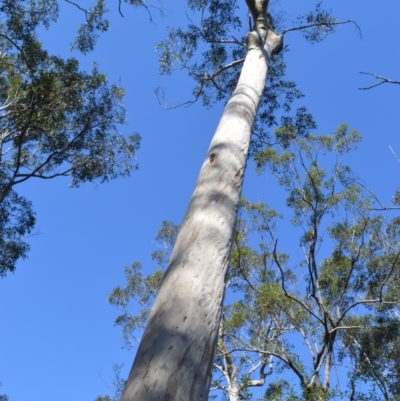 Corymbia maculata (Spotted Gum) at Longreach, NSW - 24 Jul 2020 by plants