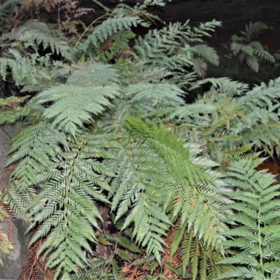 Todea barbara (King Fern) at Longreach, NSW - 24 Jul 2020 by plants