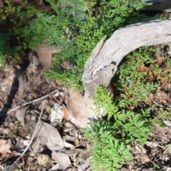 Cheilanthes sieberi subsp. sieberi (Mulga Rock Fern) at Longreach, NSW - 24 Jul 2020 by plants