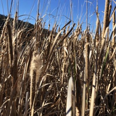 Typha sp. (Cumbungi) at Yarralumla, ACT - 24 Jul 2020 by ruthkerruish