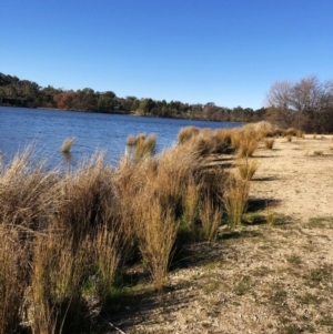 Juncus sp. at Yarralumla, ACT - 24 Jul 2020