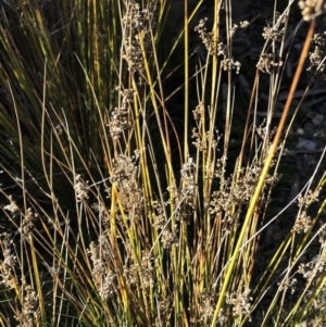 Juncus sp. at Yarralumla, ACT - 24 Jul 2020