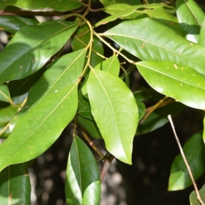 Cryptocarya glaucescens (Bolly Laurel) at Longreach, NSW - 24 Jul 2020 by plants