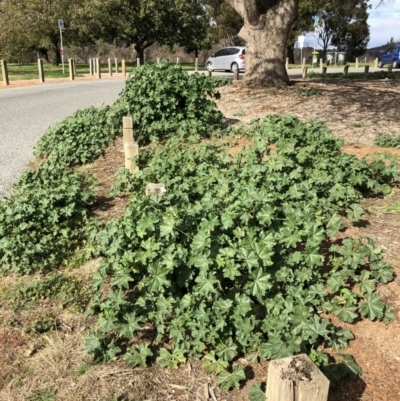 Malva parviflora (Little Mallow) at Yarralumla, ACT - 28 Jul 2020 by ruthkerruish