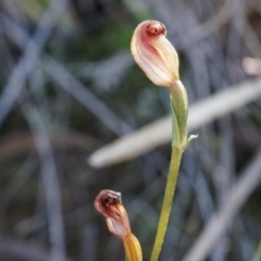 Speculantha rubescens (Blushing Tiny Greenhood) at Canberra Central, ACT - 12 Apr 2014 by AaronClausen