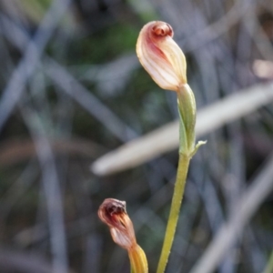 Speculantha rubescens at Canberra Central, ACT - 12 Apr 2014