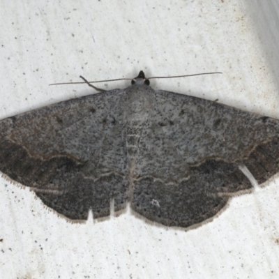 Taxeotis intextata (Looper Moth, Grey Taxeotis) at Ainslie, ACT - 3 Dec 2019 by jb2602