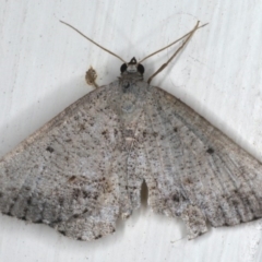 Taxeotis (genus) (Unidentified Taxeotis geometer moths) at Ainslie, ACT - 3 Dec 2019 by jb2602