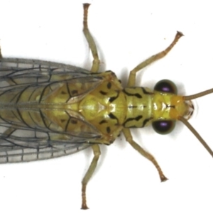 Calochrysa extranea at Ainslie, ACT - 3 Dec 2019