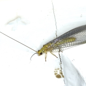 Calochrysa extranea at Ainslie, ACT - 3 Dec 2019