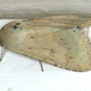 Australothis rubrescens at Ainslie, ACT - 3 Dec 2019