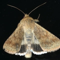 Helicoverpa punctigera (Native Budworm) at Ainslie, ACT - 3 Dec 2019 by jb2602