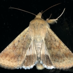 Helicoverpa punctigera at Ainslie, ACT - 3 Dec 2019 08:40 PM